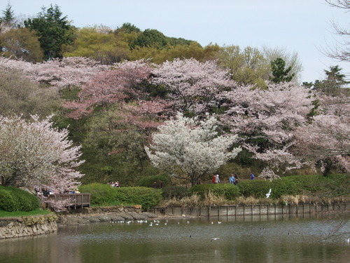 2008_0405三つ池のさくら0012