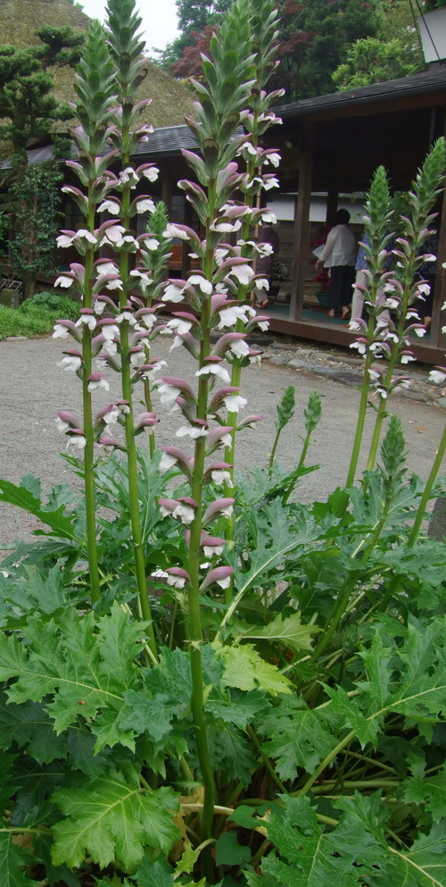 2011_0609³«À®Ä®ÃµË¬0020