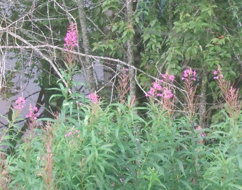 2009_0807�̲�FINEPIX0051