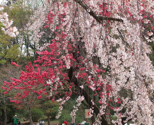 2008_0405三つ池のさくら0024