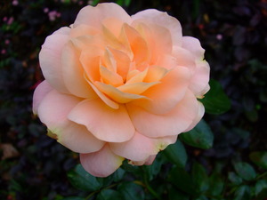 2011_1129akibara0003