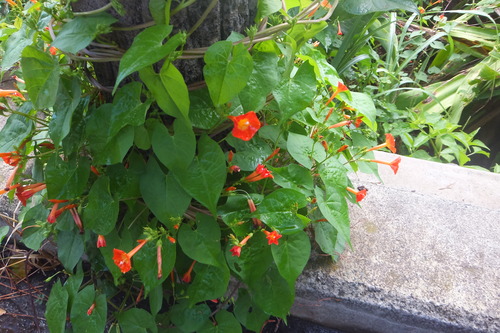 DSCF7841�ޥ�Х�������