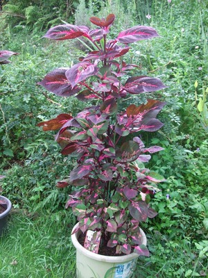 2011_0830¥³¥ê¥¦¥¹0007