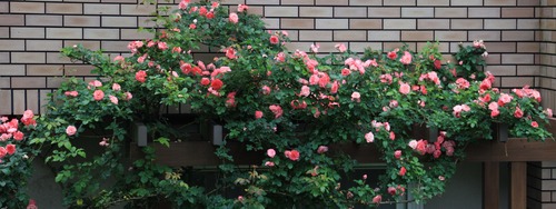 ����ޡ���