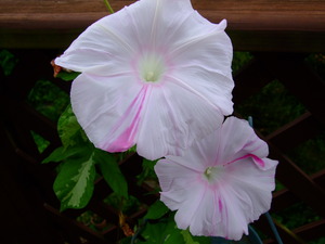 2010_0811ī��0016