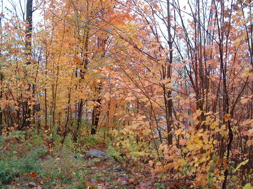 2005_1020첽ٻΥե०0065