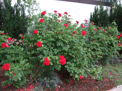 2009_0807�̲�FINEPIX0080