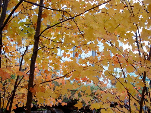 2005_1020첽ٻΥե०0064