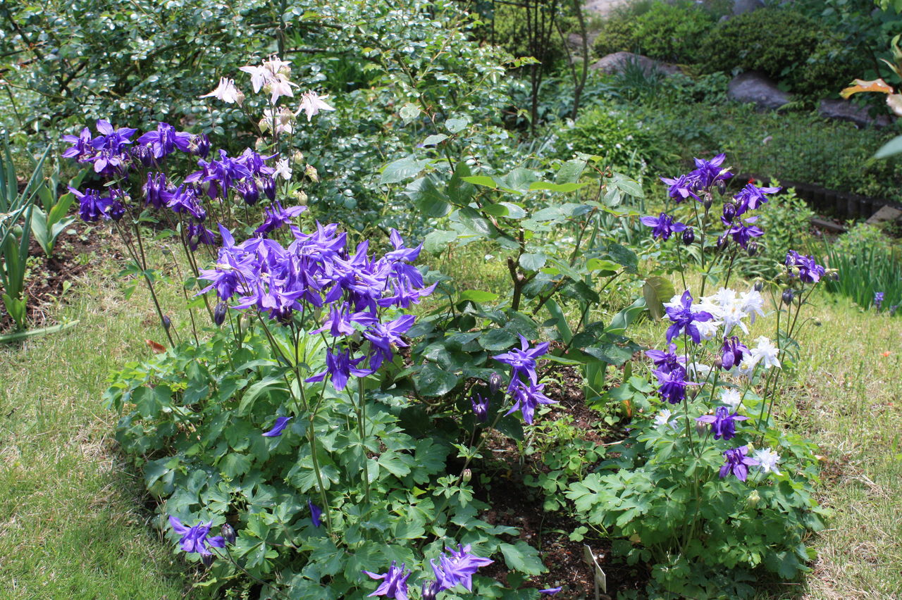 オダマキ花盛り 花咲かすおじさん