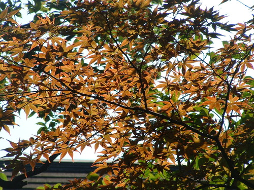 2007_1004¾®Åĸ¶ÈͶ£²0033