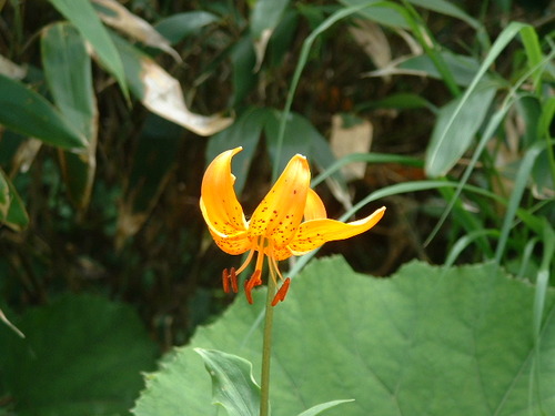 DSCF0013