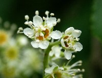 ���̥����飲