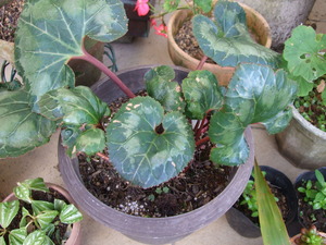 2010_1201���β�0002