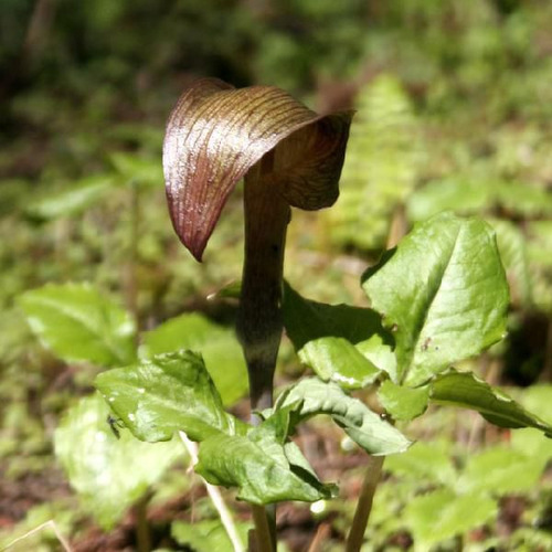 �ƥ�ʥ󥷥祦��