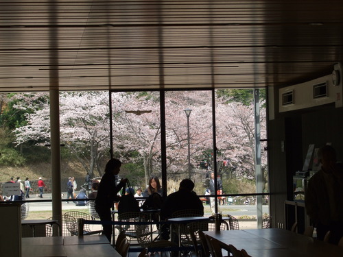 2008_0405三つ池のさくら0041
