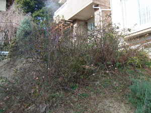 2010_0118�Ĥ�Х�������0007