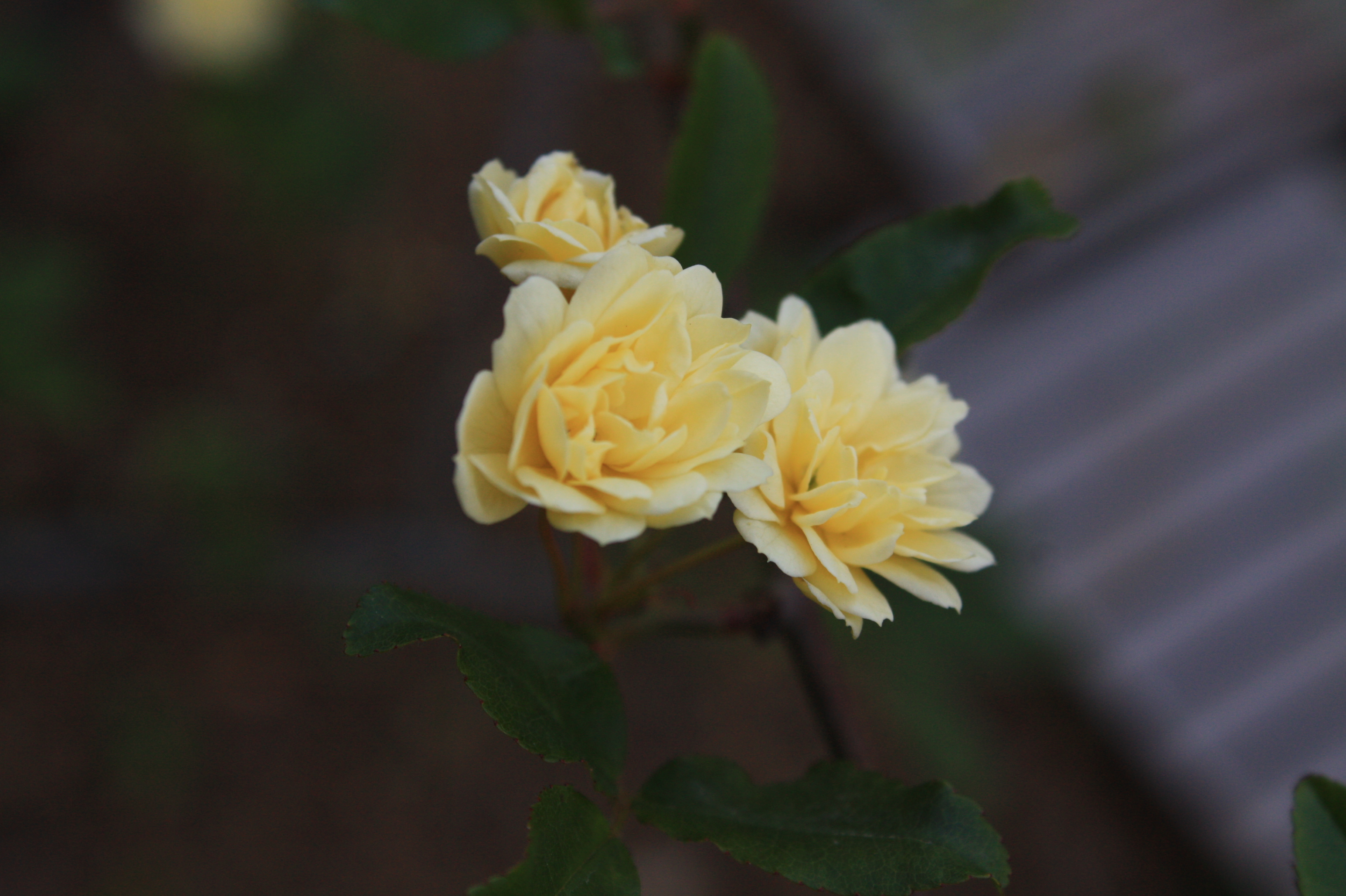 ５月の薔薇の手入れ 花咲かすおじさん