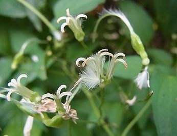 ����˥󥽥�