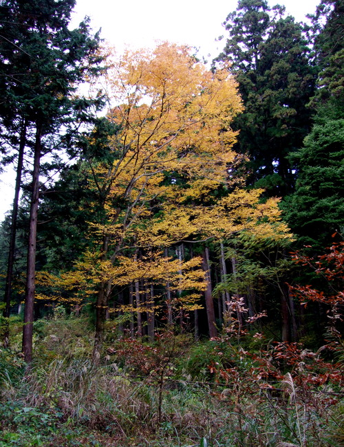 2007_1202¹ä»Ë¾»»Òº§Ìó0040