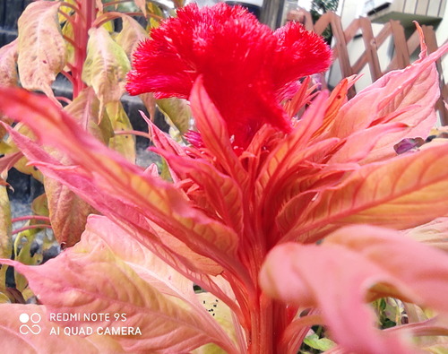 IMG_20201024_141420-1