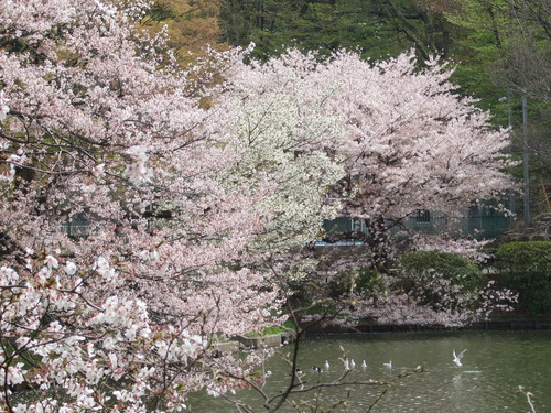 2008_0405三つ池のさくら0029