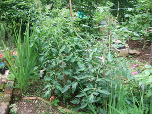 2011_0615���۲�0013