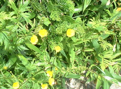 DSCF0004