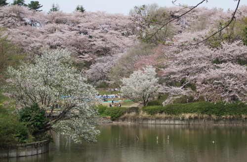 2008_0405三つ池のさくら0006