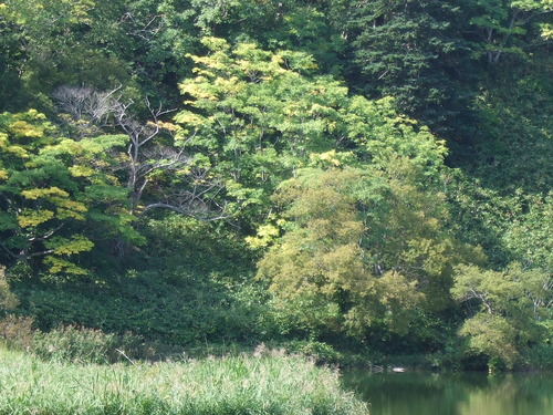 2007_0924礼文ー利尻ー10180
