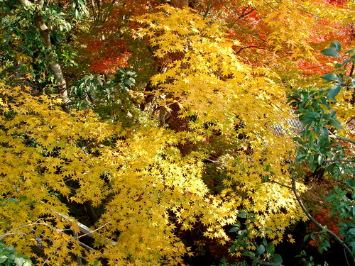 2007_1202Ƴλºµ¢¤êGH0043