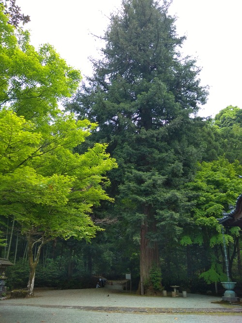 IMG_20200512_162155_BEAUTY