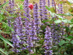 2010_0424�����������ڥ�ë0008