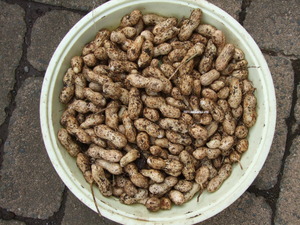 2012_1030Íî²ÖÀ¸¼ý³Ï0003