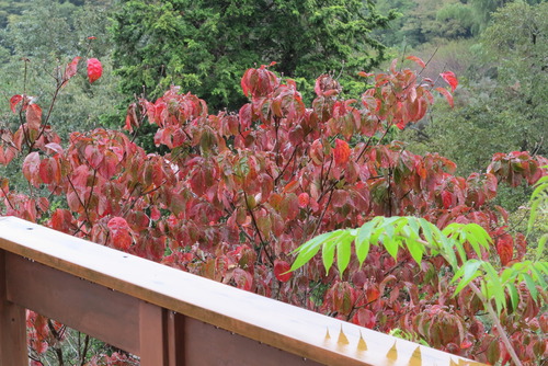 �ϥʥߥ�������