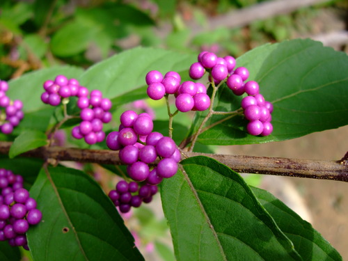 2007_1017��������0241