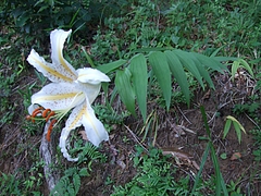 2011_07160005