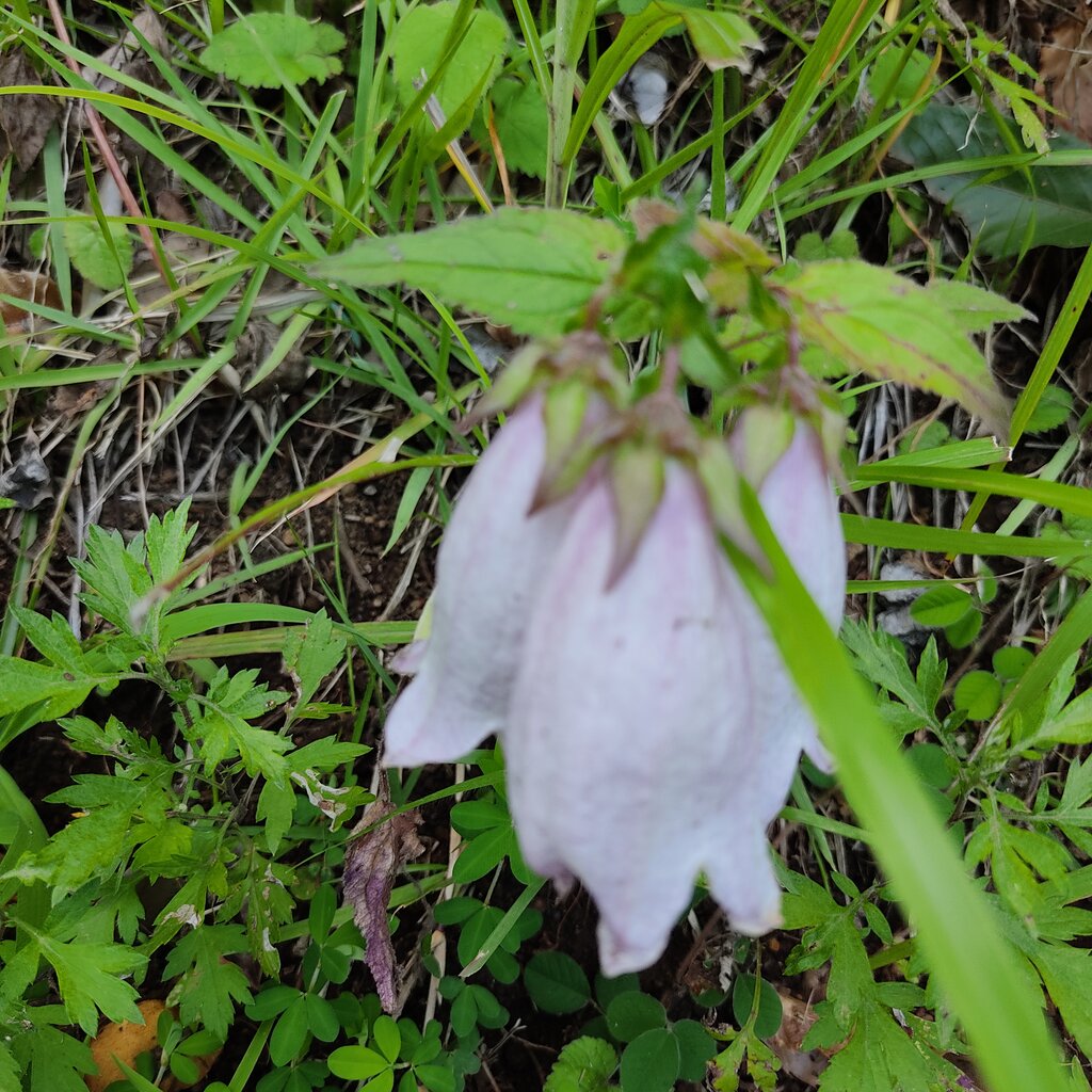 ホタルブクロ 花咲かすおじさん