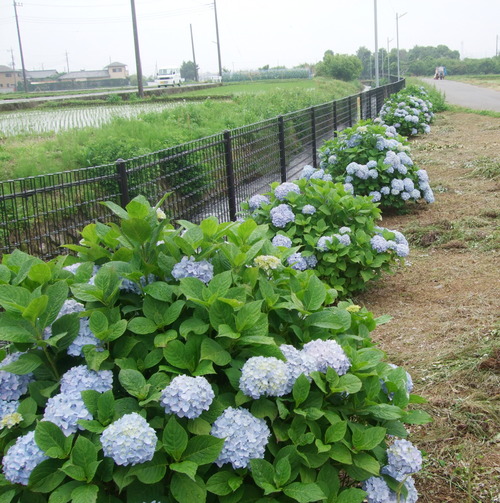 2011_0609³«À®Ä®ÃµË¬0039