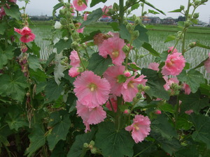 2011_0609����Įõˬ0059