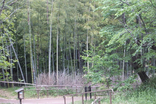 DSCF8293