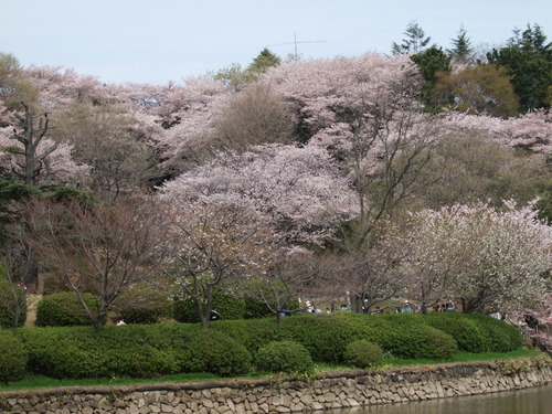 2008_0405三つ池のさくら0013