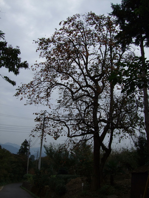 2007_1103¾®Åĸ¶ÈͶ10006