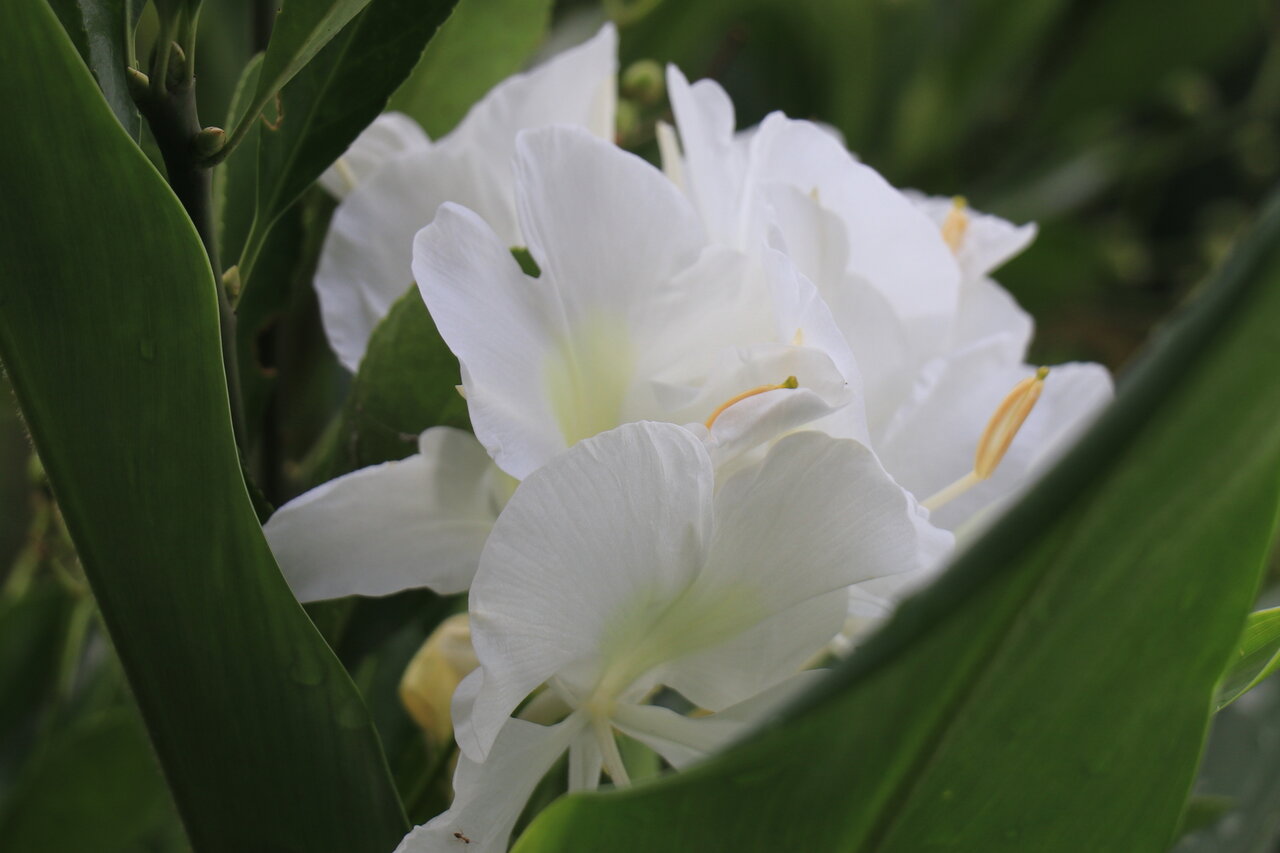 ジンジャーの花 花咲かすおじさん