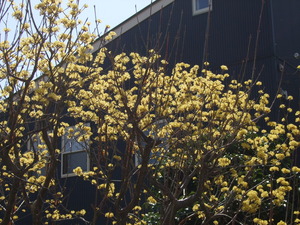 2011_0319GHの黄色0001
