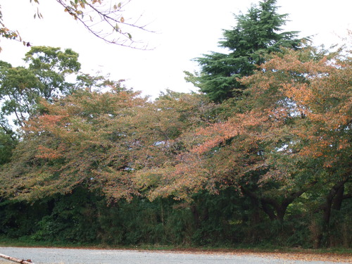 2007_1103¾®Åĸ¶ÈͶ10018