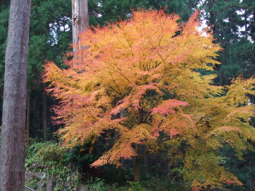 2007_1202¹ä»Ë¾»»Òº§Ìó0047