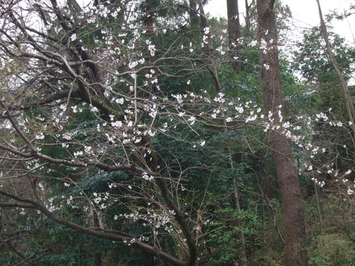 2013_03242013���꡼��ҥ�κ�0001