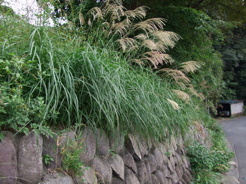 2007_1103¾®Åĸ¶ÈͶ10025