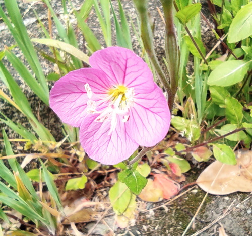 �ҥ륶���ĥ��ߥ���