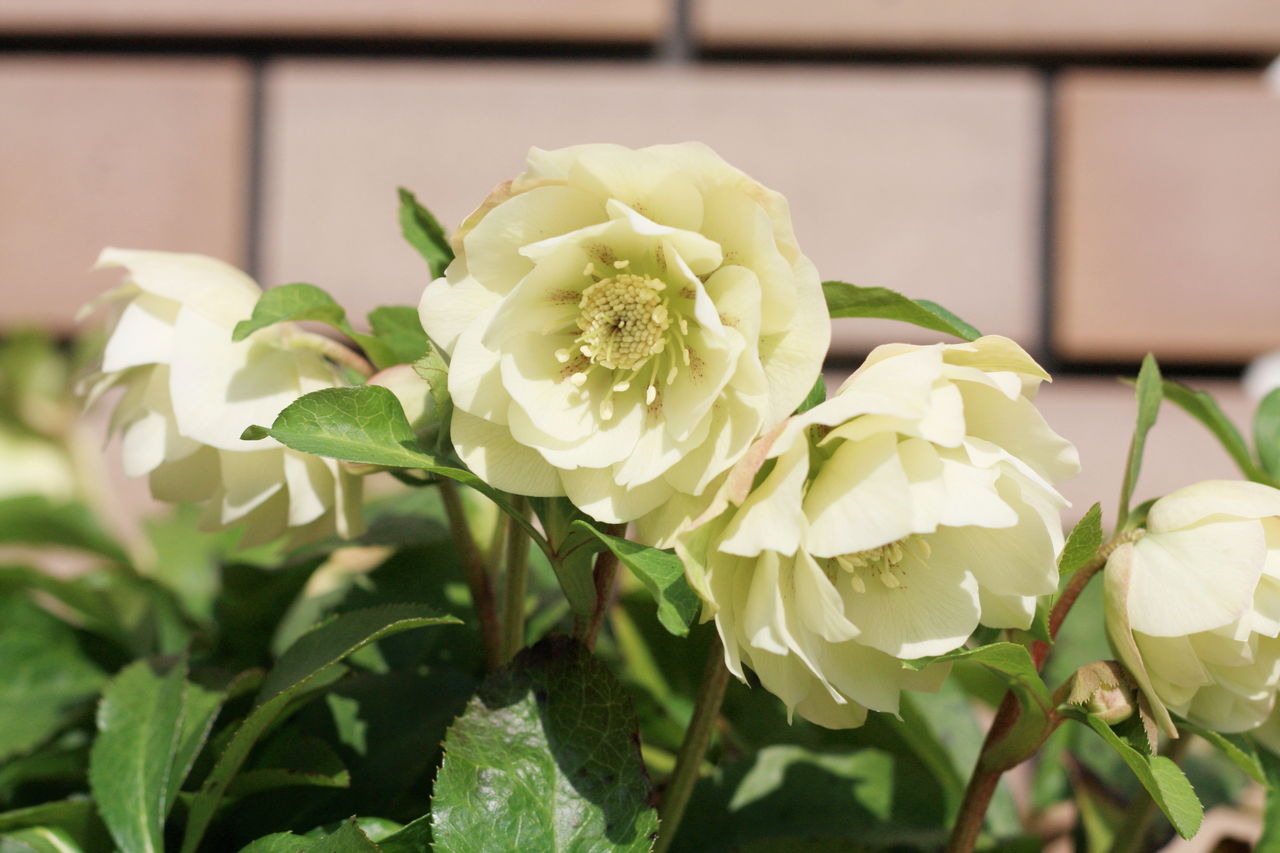 クリスマスローズ 花咲かすおじさん